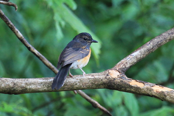 Blue Flycatcher